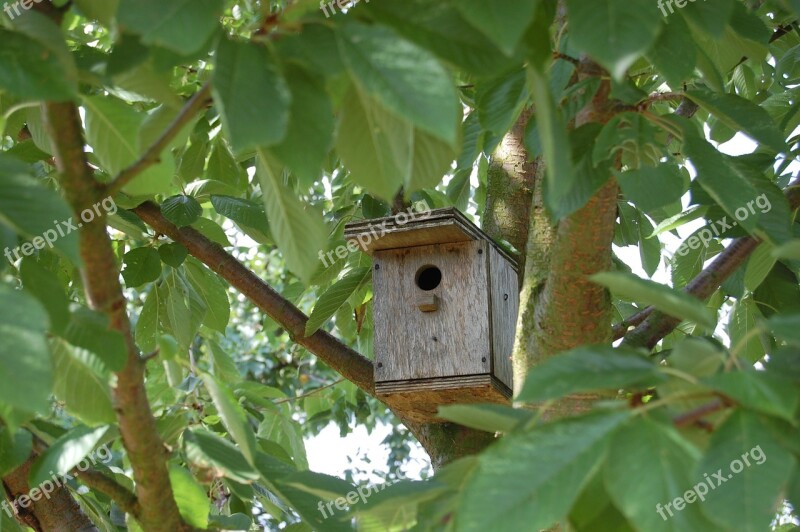 Nest Box Bird House Birds Tree Nature