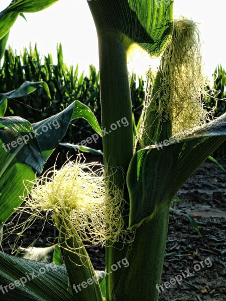 Corn Corn Cob Maize Cob Food Corn Silk