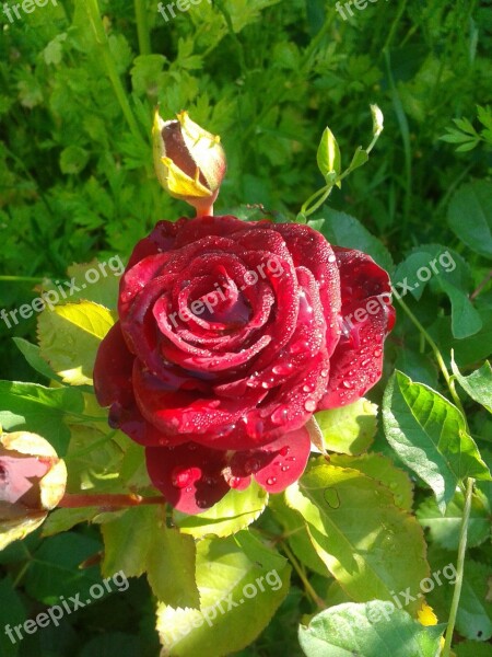 Rose Flower Red Rose Rose Blooms Free Photos