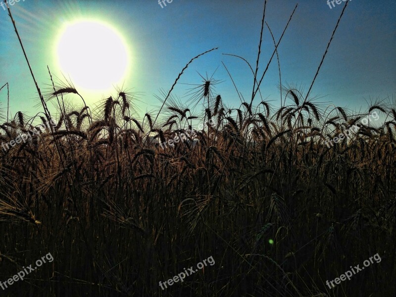 Silhouette Wheat Field Crops Meadow