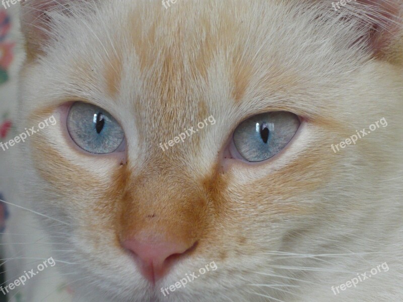 Feline Cat Animals Eyes Cat Face