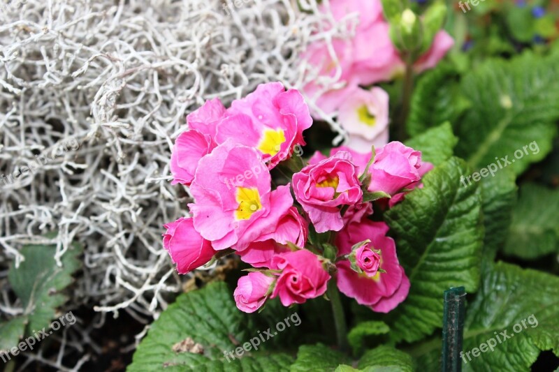 Primrose Pink Flower Spring Garden