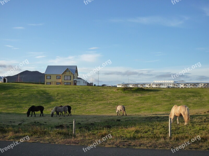 Iceland Nature Horses Landscape Free Photos