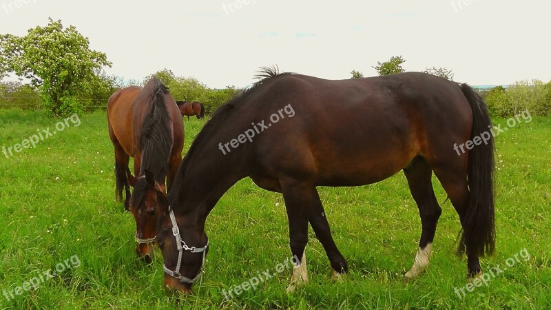 Horses Pasture Graze Animal Nature