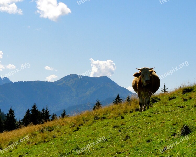 Idyll Mountain Cow Nice Weather Sky