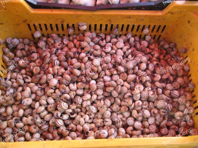 Snails Market Palermo Italy Free Photos