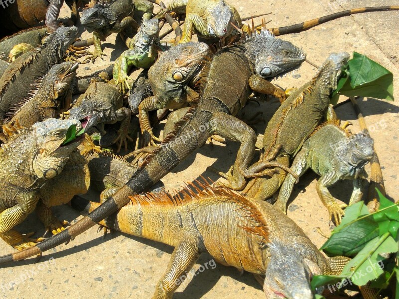 Iguanas Animals Iguana Roatan Honduras