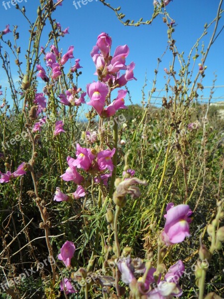 Loewenmaeulchen Wild Flowers Pink Bloom