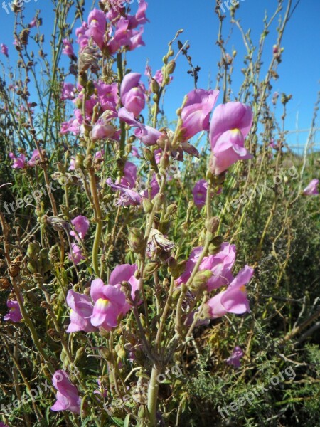 Loewenmaeulchen Wild Wild Flower Bloom Blossom