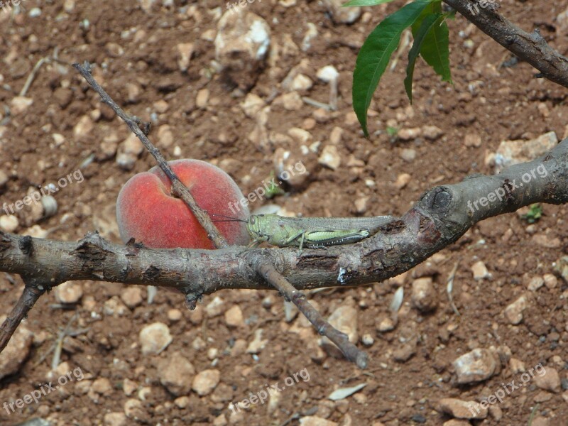 Still Life Peach Viridissima Heupferdchen Animal Plant