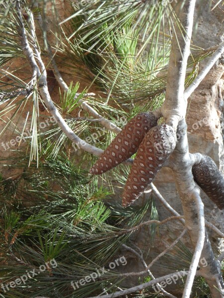 Tap Tree Plant Conifer Free Photos