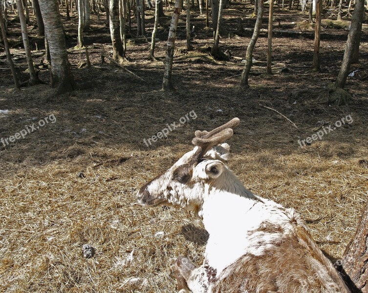 Reindeer Lapland Terrain Fell Forest