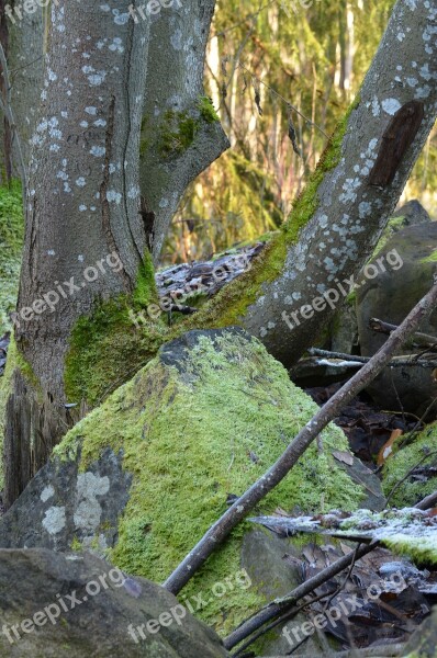 Moss Tree Stone Free Photos