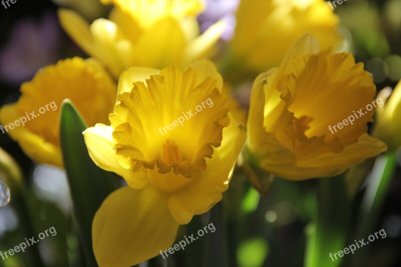 Yellow Flowers Daffodils Osterglocken Spring Free Photos