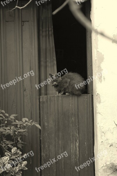 Black And White Cat Door Plasencia Free Photos