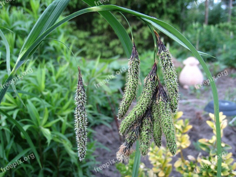 Grass Plant Garden Summer Figure