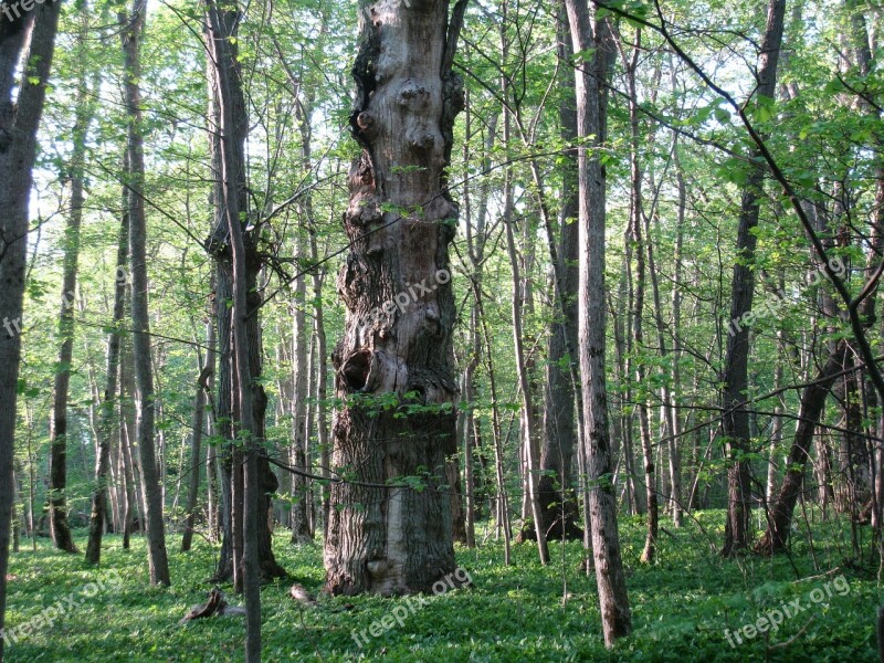 Old Tree Deciduous Forest Summer Green