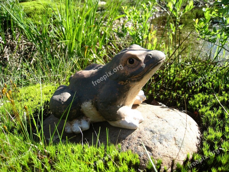 Frog Stone Green Grass Summer