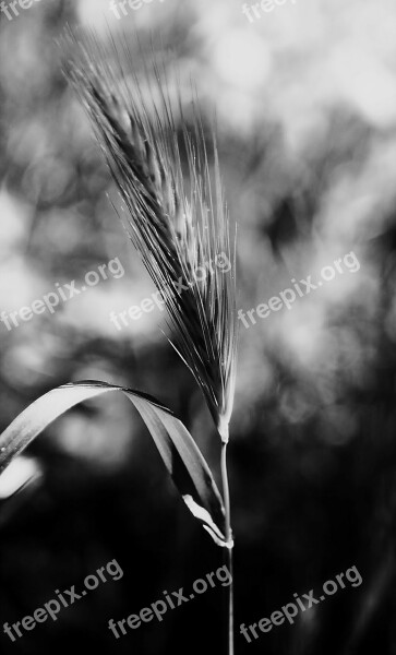 Stem Nature Plants Black And White Blur