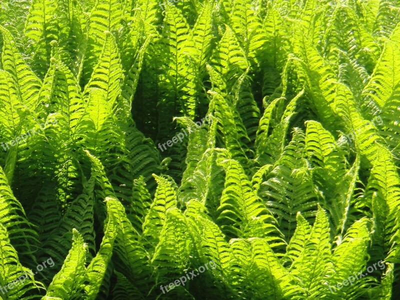 Fern Plant Nature Green Free Photos