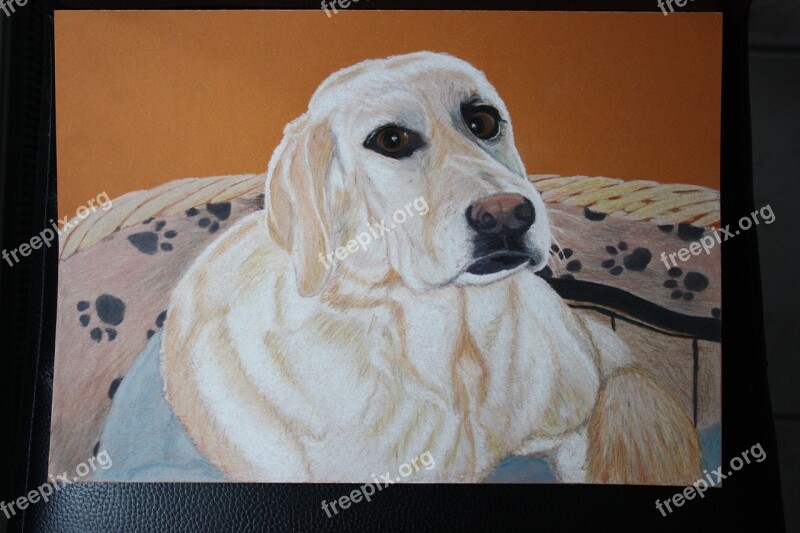 Dog Labrador Animal Colored Pencil Drawing Free Photos