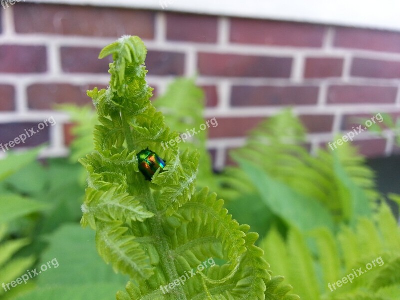 Fern Green Plant Beetle Nature