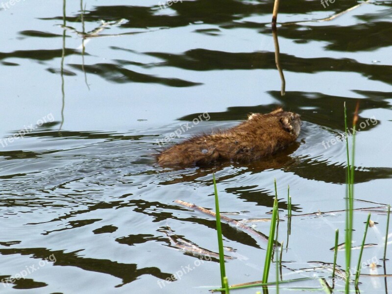 Muskrat Water Animal Marshland Wetland