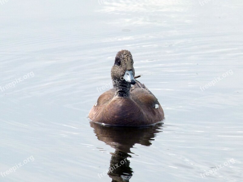 Common Merganser Duck Waterbird Swamp Wetland