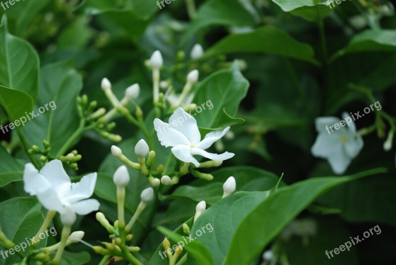 Flower White Wildflower White Flower Macro