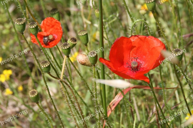 Poppy Rural Nature Free Photos