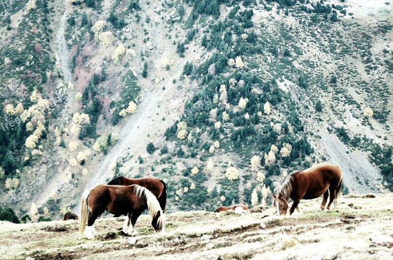 Horses Girona Landscape Animals Nature