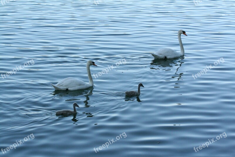 Swans Schanfamilie Lake Waters Nature