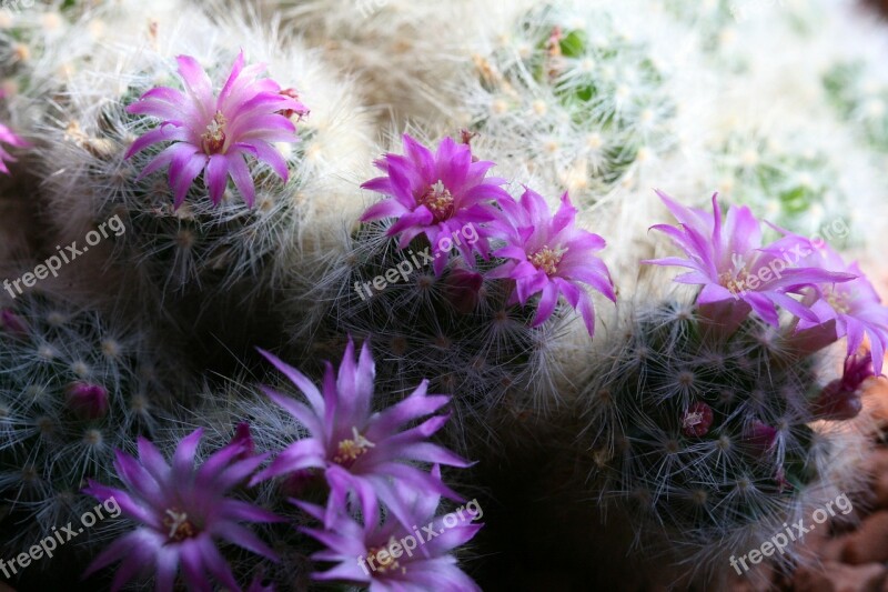 Cactus Flowering Cactus Purple Blossom Bloom