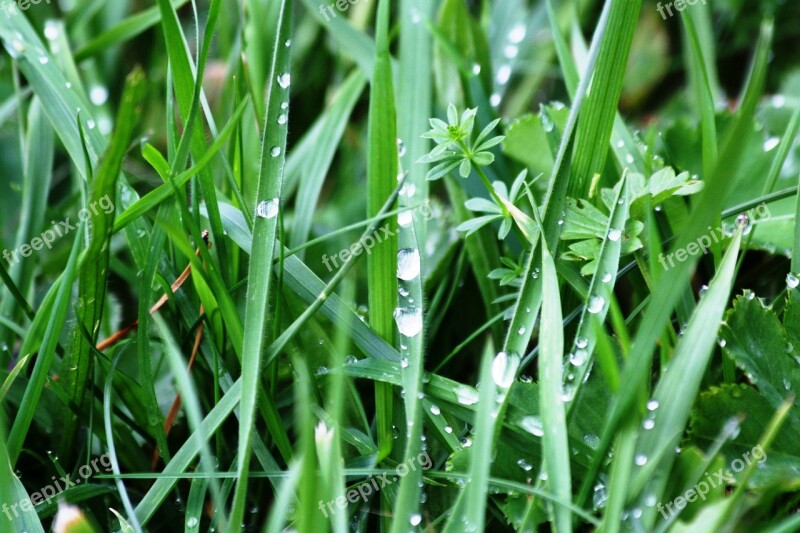 Meadow Grass Nature Raindrop Drip