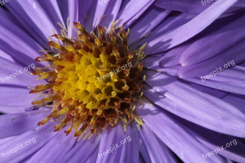 Purple Flower Flower Blossom Bloom Close Up