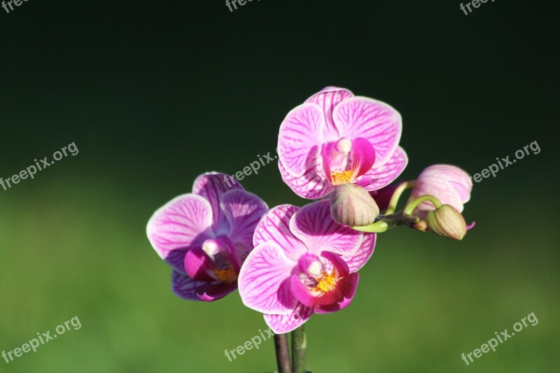 Orchid Flower Purple Purple Orchid Nature