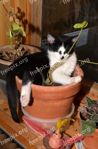 Cat Flower Pot Animals Free Photos