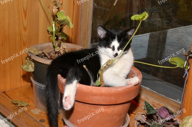 Cat Flower Pot Animals Free Photos