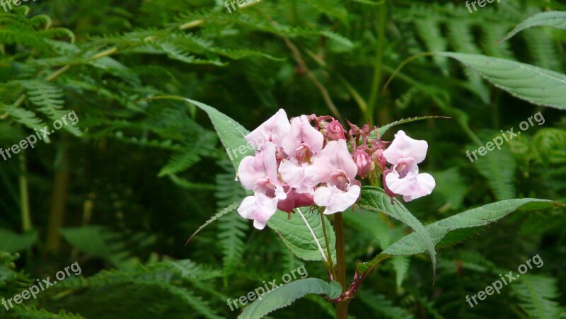 Flower Wild Flowers Pink Free Photos