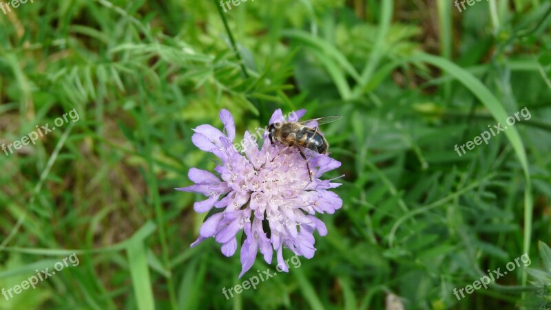 Flower Bee Insects Free Photos