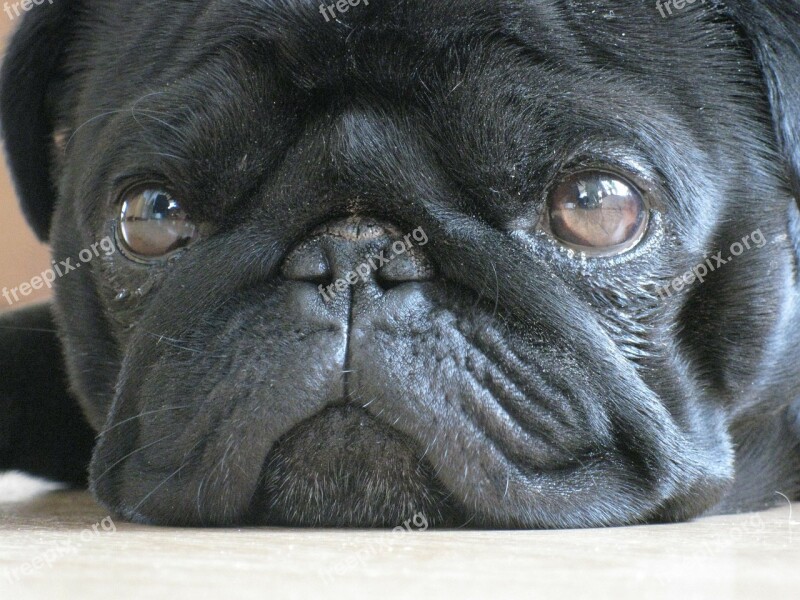 Dog Pet Pug Black Lying