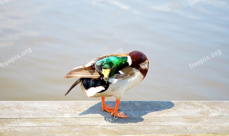 Bird Duck Ducks Water Bird Animal