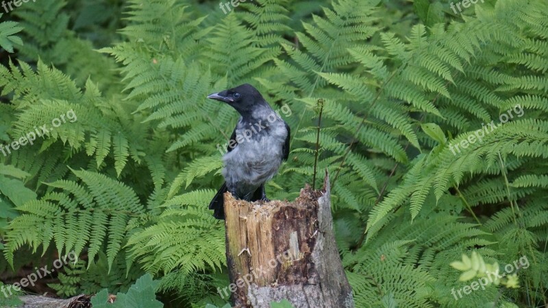 Crow Corvus Corone Cornix Bird Free Photos