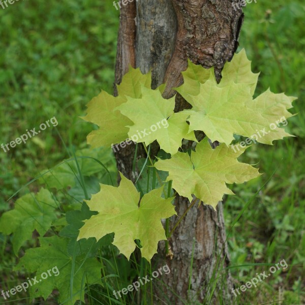 Maple Tree Leaf Free Photos