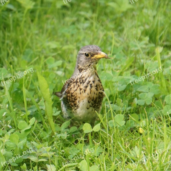 Fieldfare Construction Turdus Pilaris Thrush Bird