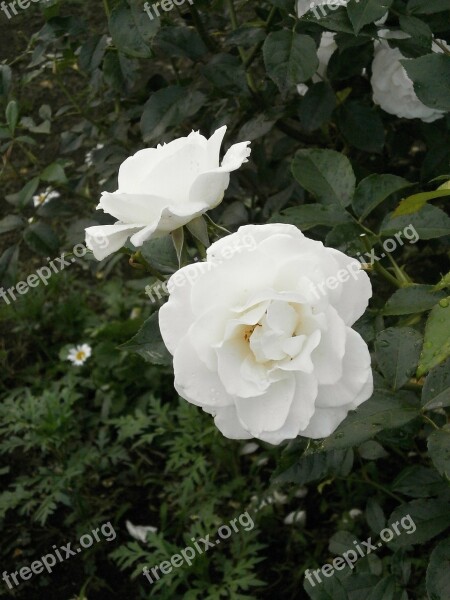 Rose White Flowers Rose Garden Free Photos