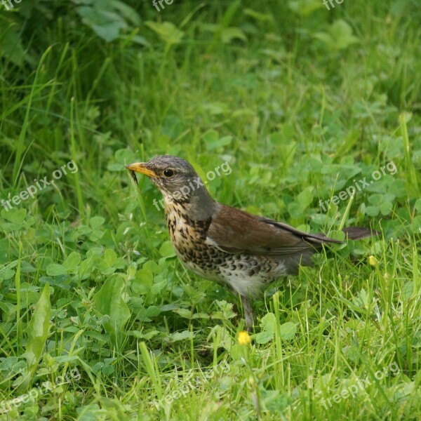 Fieldfare Construction Turdus Pilaris Thrush Bird