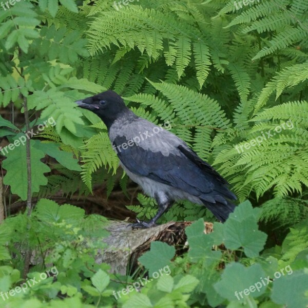 Crow Corvus Corone Cornix Bird Free Photos