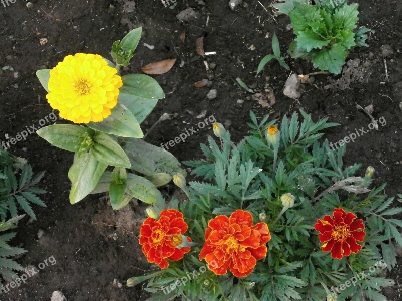 Marigold Zinnia Zinnia Elegans Yellow Flowers Orange Blossom