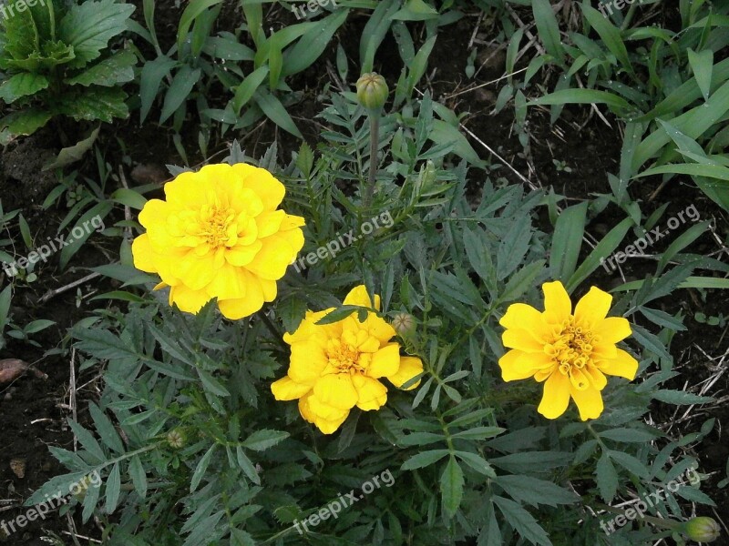 Marigold Yellow Flowers Summer Flowers Flower Bed Free Photos